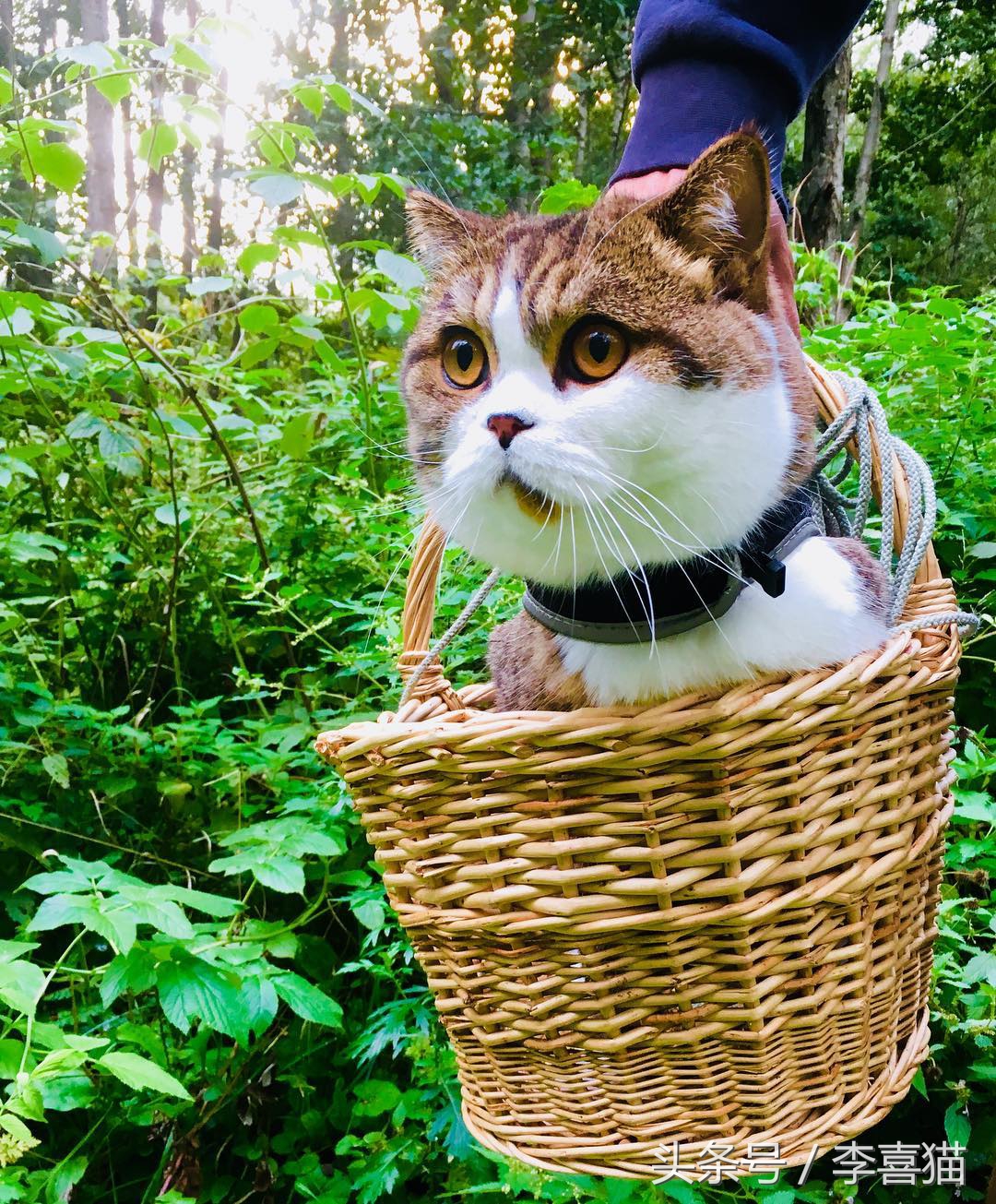 带猫咪出门循序渐进,带猫咪出门攻略