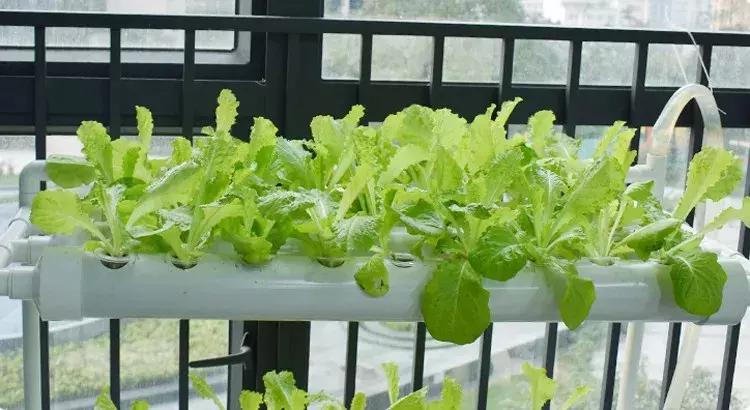 打造小菜园怎么种菜好看,自制阳台立体小菜园