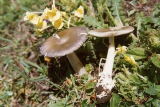 青海毒蘑菇图鉴,常见毒蘑菇图鉴福建