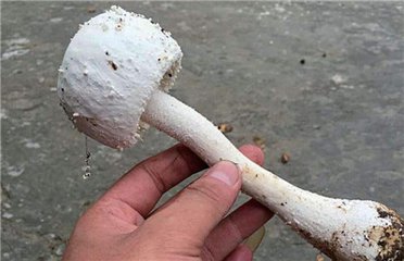 青海毒蘑菇图鉴,常见毒蘑菇图鉴福建