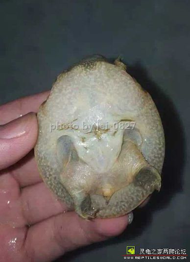 科普龟类知识视频展示,所有龟鳖类动物