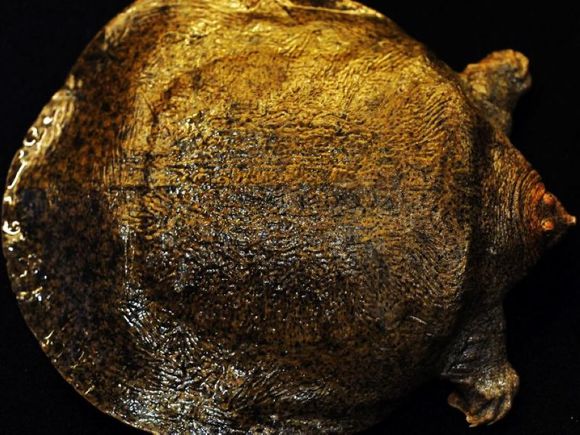 科普龟类知识视频展示,所有龟鳖类动物