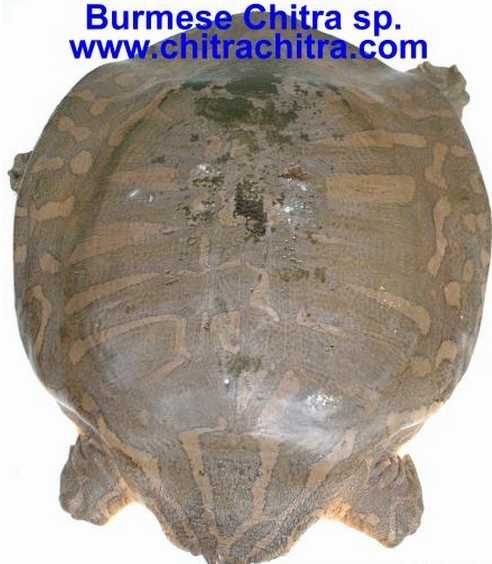 科普龟类知识视频展示,所有龟鳖类动物