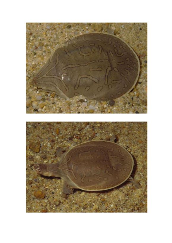 科普龟类知识视频展示,所有龟鳖类动物