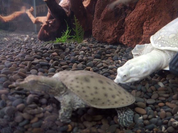 龟鳖目动物大全及图片,所有龟鳖类动物