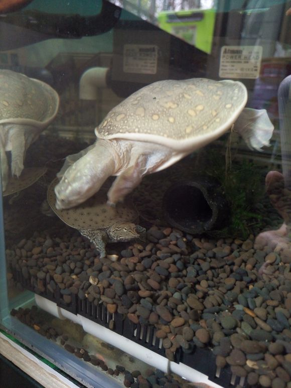 科普龟类知识视频展示,所有龟鳖类动物