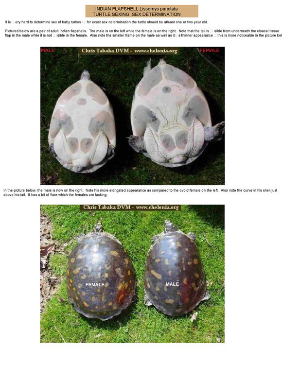 龟鳖目动物大全及图片,所有龟鳖类动物