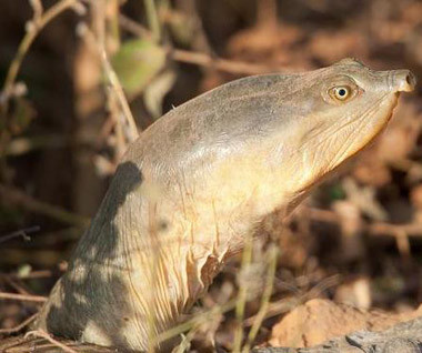 科普龟类知识视频展示,所有龟鳖类动物