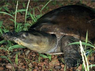 龟鳖目动物大全及图片,所有龟鳖类动物