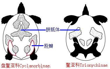 科普龟类知识视频展示,所有龟鳖类动物