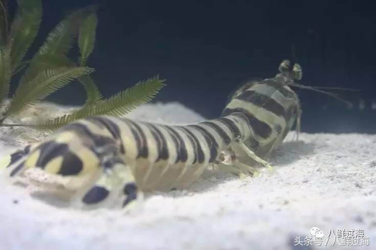 比手臂还大的皮皮虾吃起来超过瘾,比手臂还粗的皮皮虾你吃过了吗