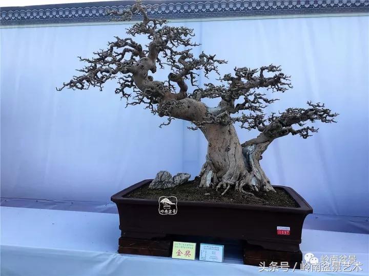 精品掌中宝三角梅盆景,顶级国宝级三角梅盆景