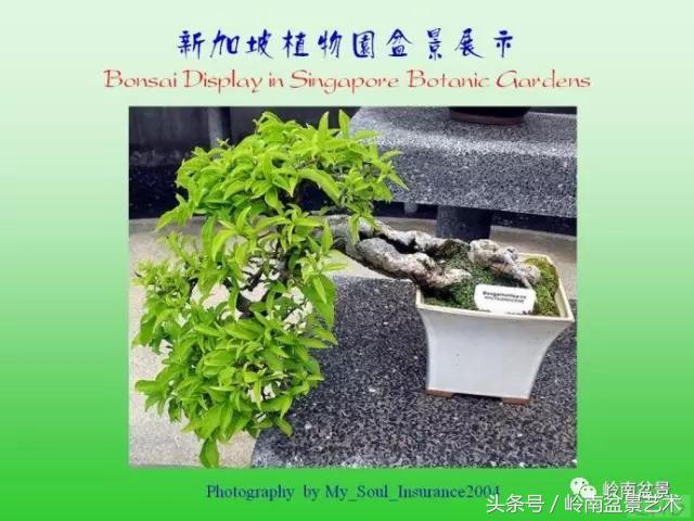 精品掌中宝三角梅盆景,顶级国宝级三角梅盆景