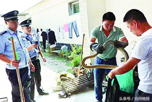 太吓人了家中惊现1.5米长的眼镜蛇,市民家中发现大蟒蛇报警