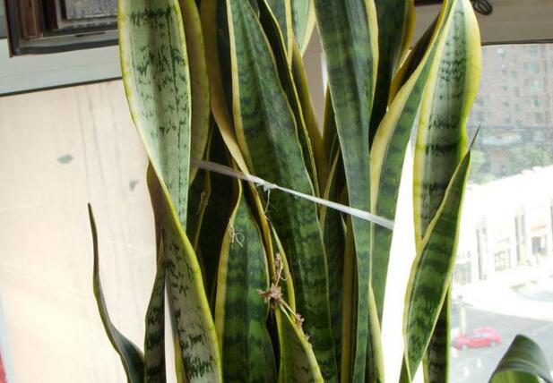 虎皮兰剪掉头还能活吗,虎皮兰为什么会拦腰折断