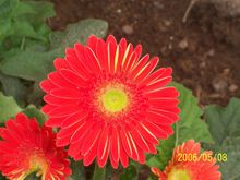 甲醛克星第一名植物好养,植物吸甲醛好还是活性炭吸甲醛好