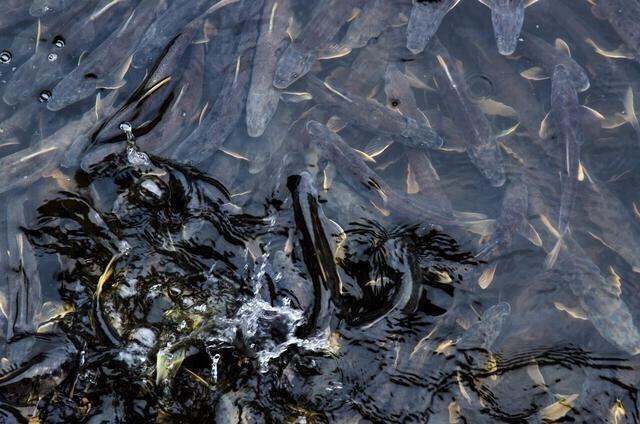 这种鱼很多人没吃过肉质细嫩鲜美,肉质鲜美但是濒临灭绝的鱼