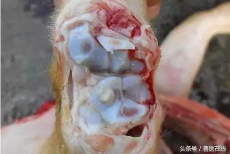 小猪腿肿用什么药？头孢配合它效果翻倍！