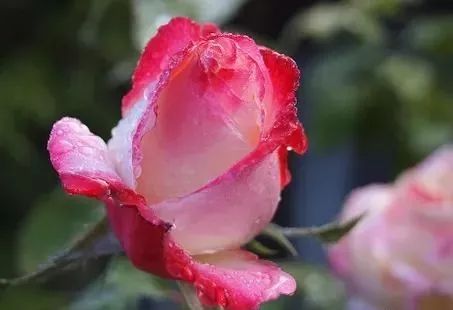 原来健康不等于长寿!一位保健专家的6句真心话,非常受益!