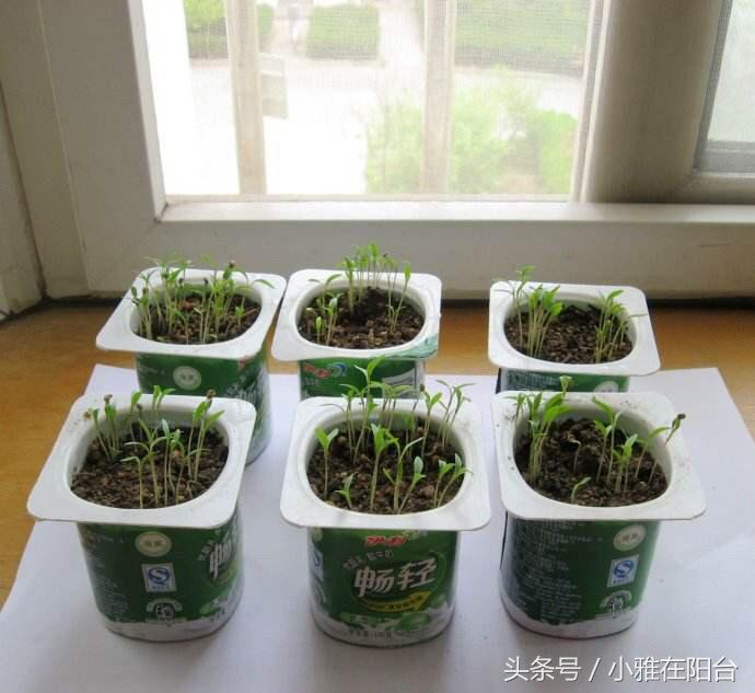 香菜怎么种长得快又好,香菜怎么种才能出苗快