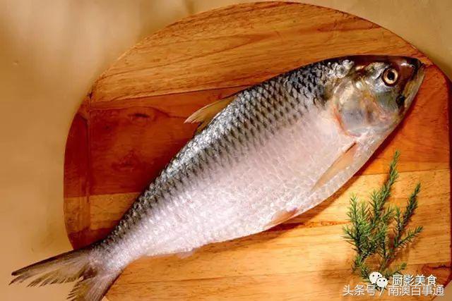 汕头南澳金钱鮸,最贵鮸鱼