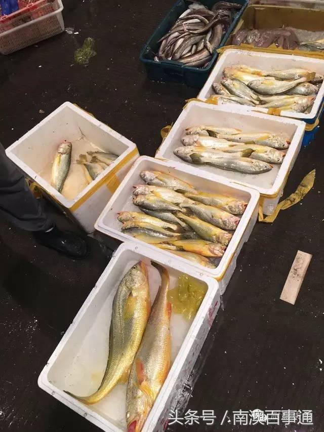 汕头南澳金钱鮸,最贵鮸鱼
