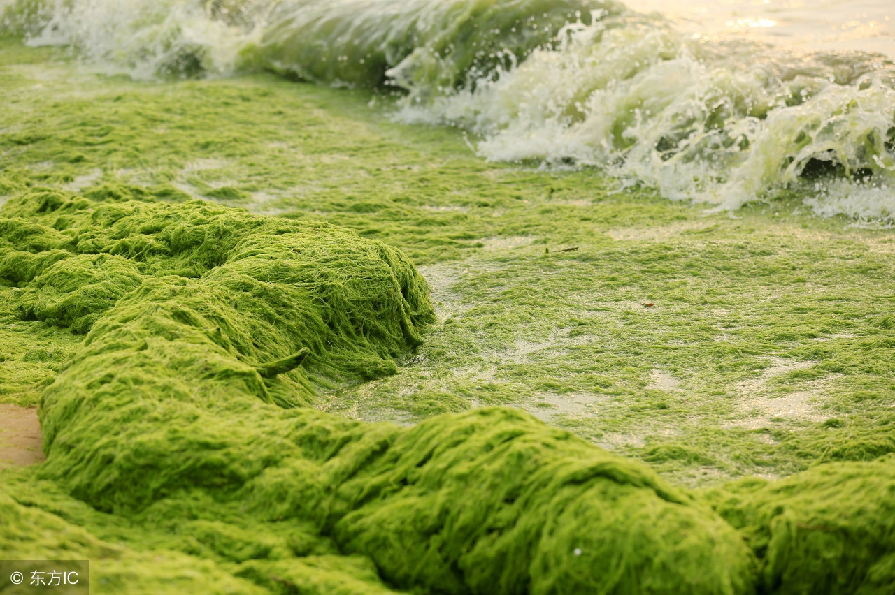 海藻肥的三大功能,海藻肥资料