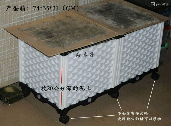 草龟繁殖经验分享孵蛋40天破壳,草龟孵化及幼龟养殖