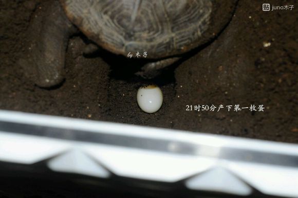 草龟繁殖经验分享孵蛋40天破壳,草龟孵化及幼龟养殖