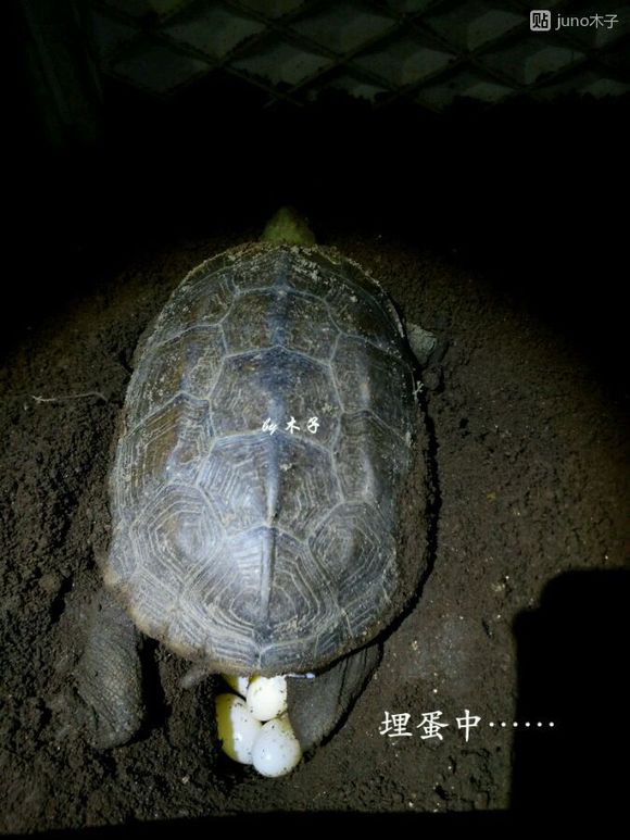 草龟繁殖经验分享孵蛋40天破壳,草龟孵化及幼龟养殖