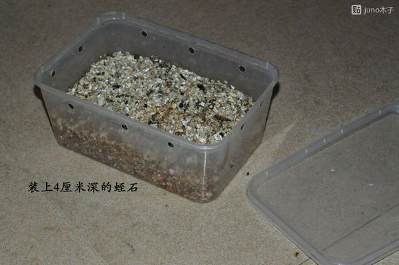 草龟繁殖经验分享孵蛋40天破壳,草龟孵化及幼龟养殖