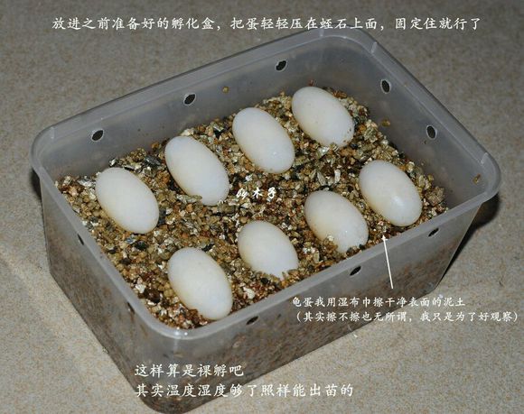 草龟繁殖经验分享孵蛋40天破壳,草龟孵化及幼龟养殖