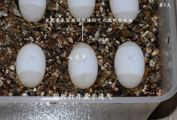 草龟繁殖经验分享孵蛋40天破壳,草龟孵化及幼龟养殖