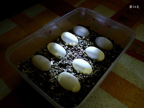 草龟繁殖经验分享孵蛋40天破壳,草龟孵化及幼龟养殖