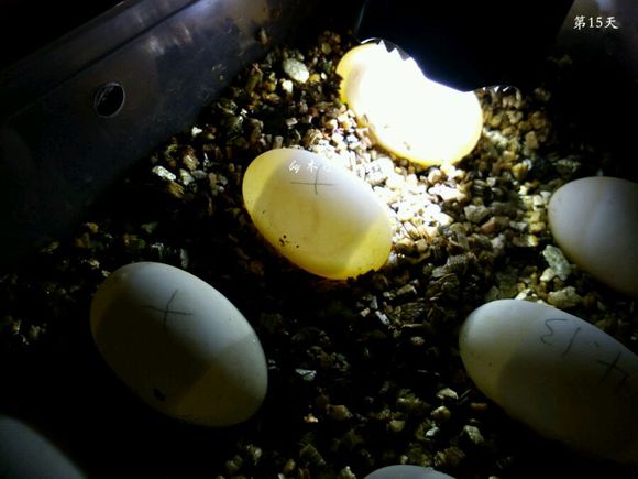 草龟繁殖经验分享孵蛋40天破壳,草龟孵化及幼龟养殖