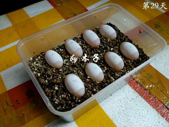 草龟繁殖经验分享孵蛋40天破壳,草龟孵化及幼龟养殖