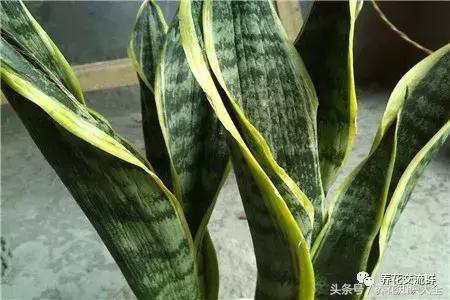 家中养什么花聚财旺家保平安,聚财旺家保平安