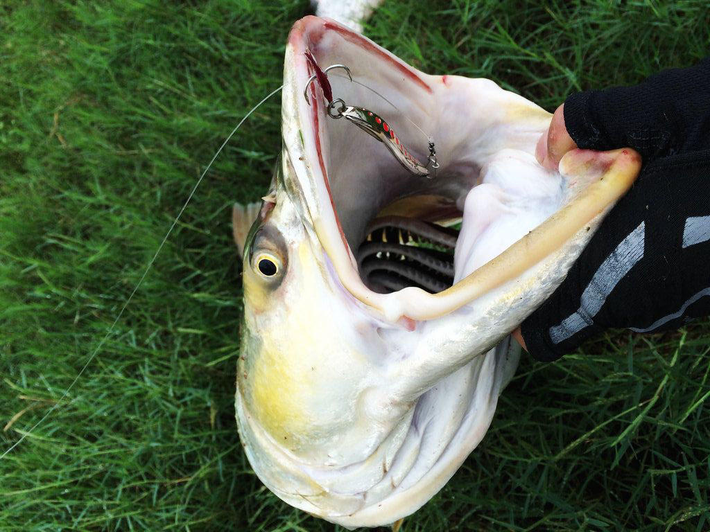 此鱼游泳迅速，行动敏捷，被广大钓友称为“水老虎”