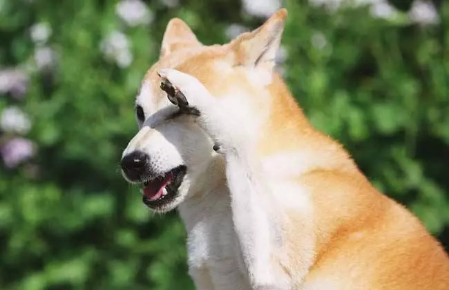 适口性,适口性怎么调整