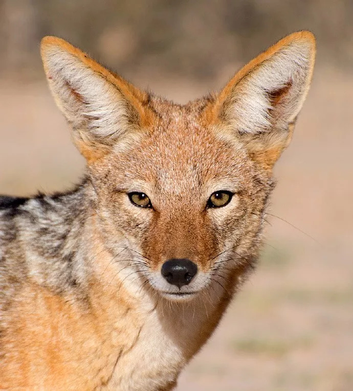 世界三大匪域,世界三大海盗国家