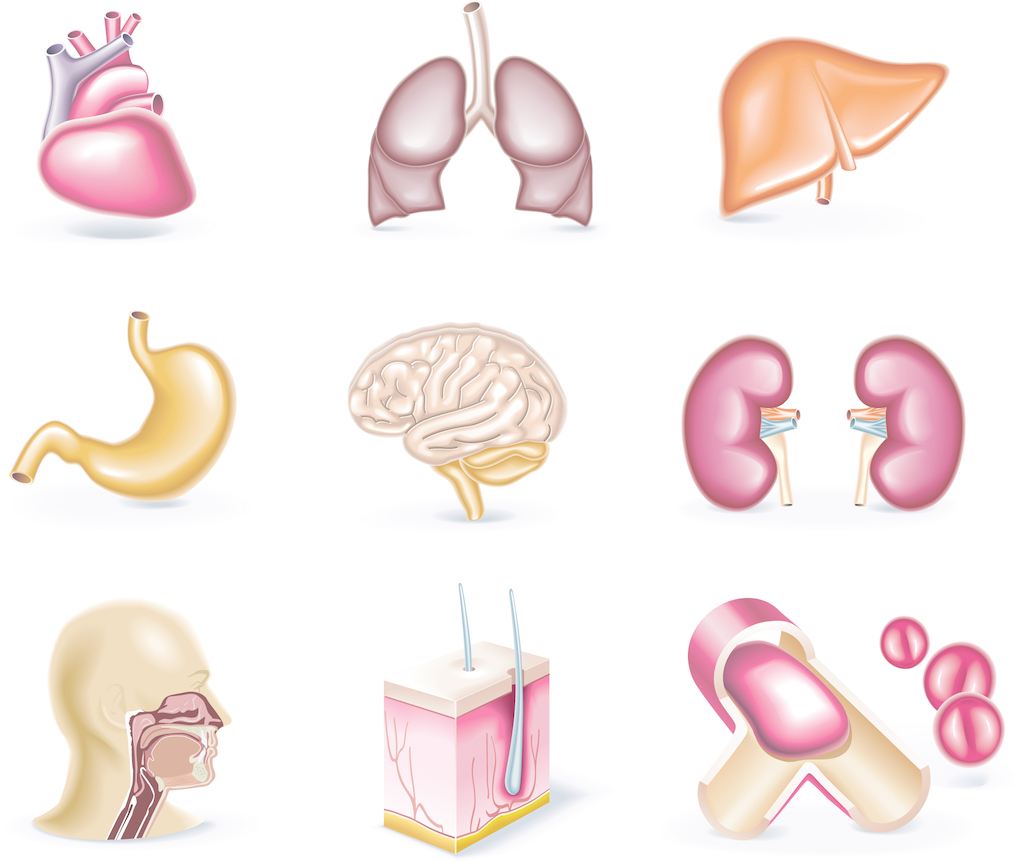 人体哪些器官可以切除不会影响,人体切除哪些器官还能继续活
