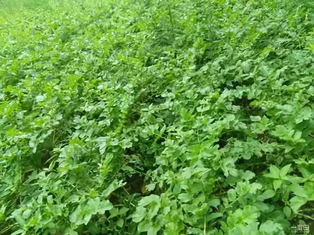 蔬菜被水泡过怎么补救,农作物受淹后补救方法