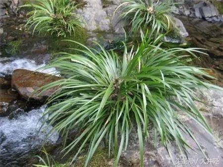 这种草制品很多人见过，但是你们真的了解它吗？