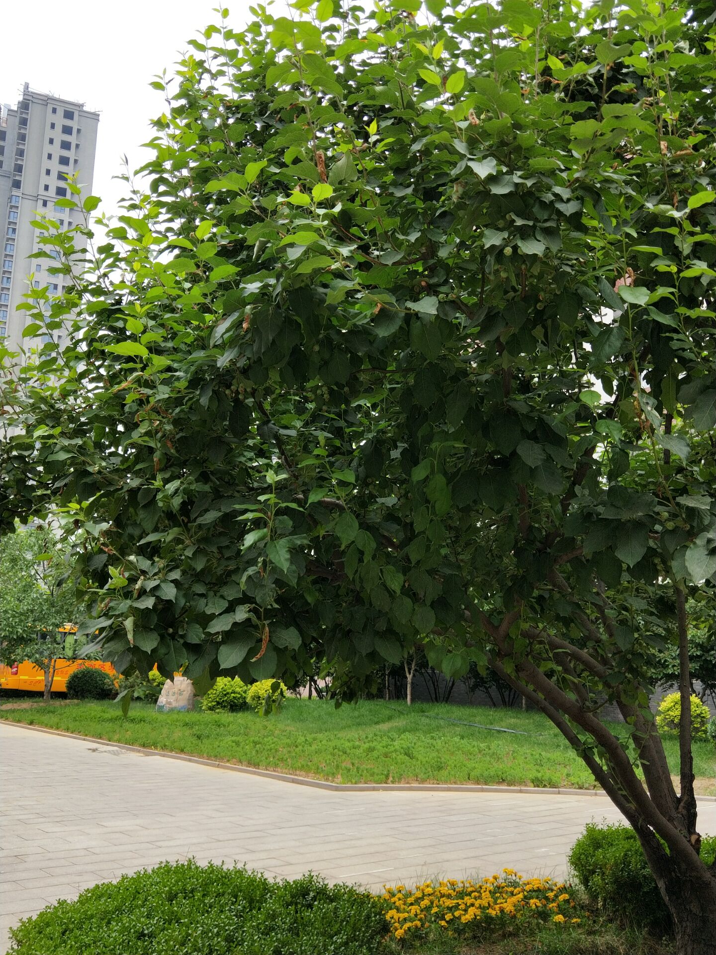 海棠的四季,海棠四季的图片