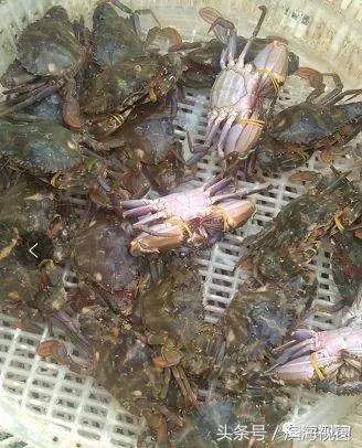 塘沽北塘海鲜哪里好吃,塘沽北塘海鲜哪家最好