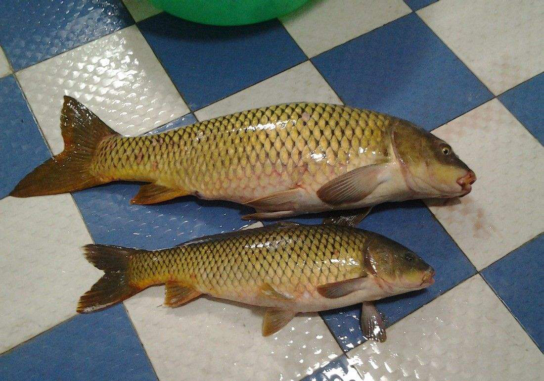 秋天10-20度钓鱼用什么饵料 (秋天自制鲤鱼草鱼饵料)