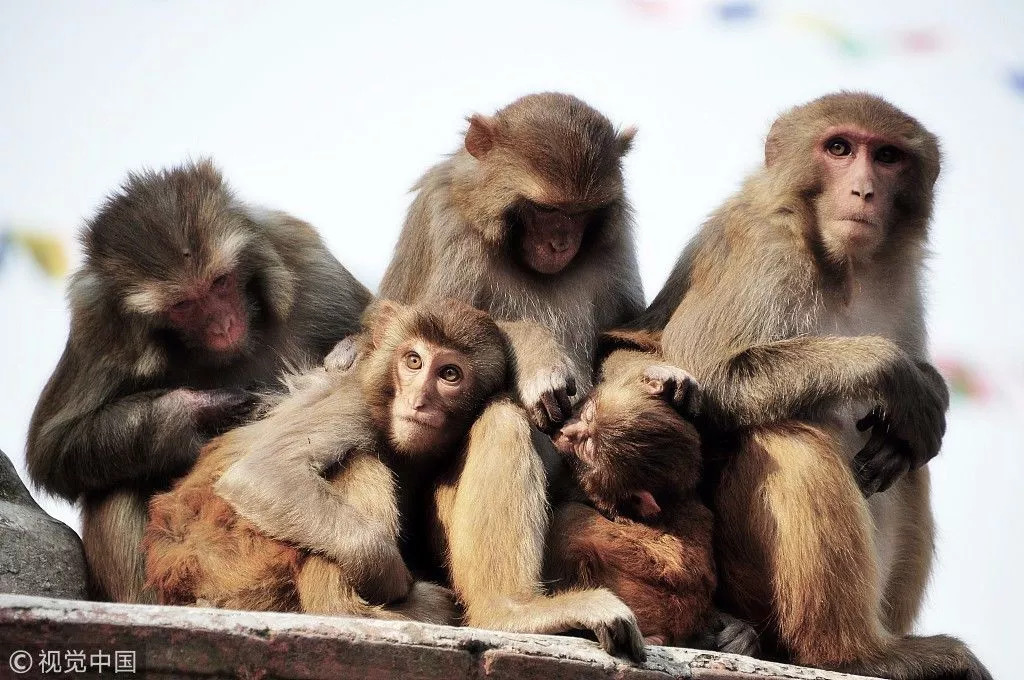 不识妻子脸盲症是什么,轻度脸盲症能分清美丑