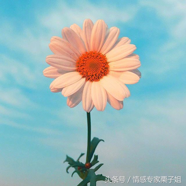 情感咨询栗子姐是真实的吗,栗子姐每日情感问答