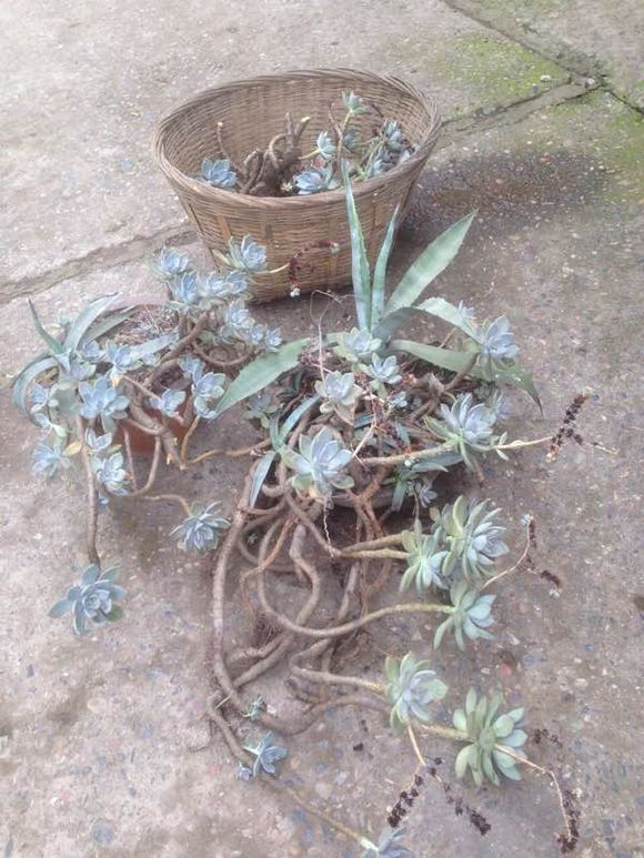 花了330元买了个10年老桩，带回家种了3箩筐，太爽了！