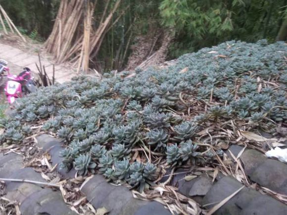 花了330元买了个10年老桩，带回家种了3箩筐，太爽了！